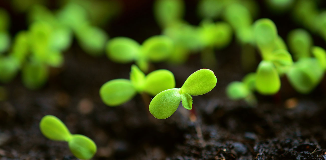 Planting Seeds - Personal Development Course